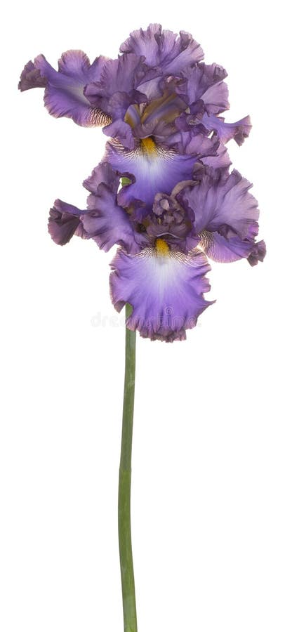 Irisblume isoliert stockbild