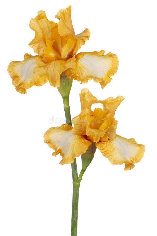Irisblume isoliert lizenzfreie stockfotos