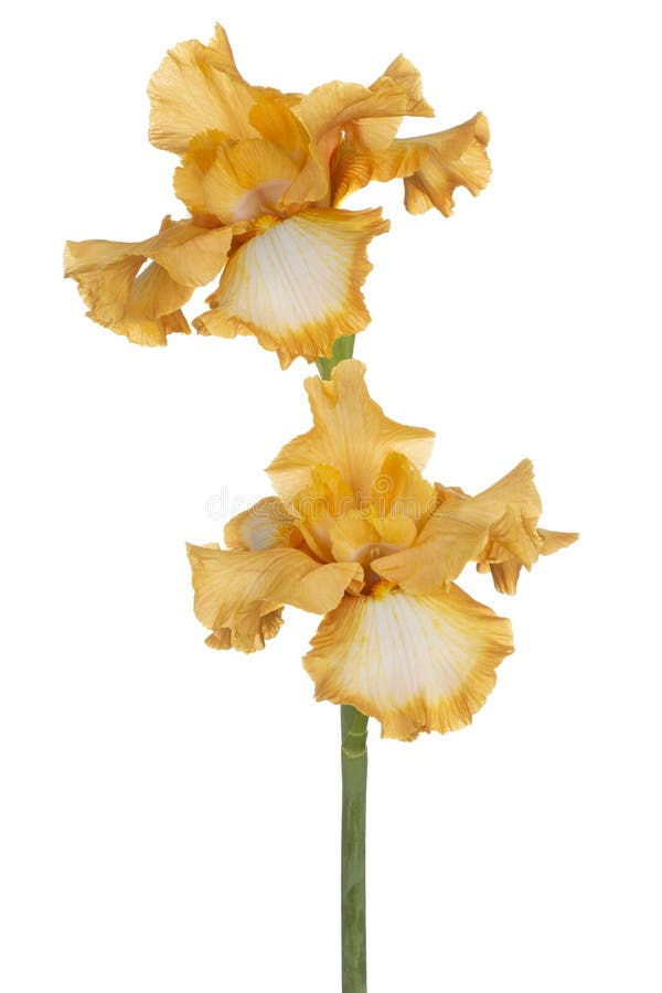 Irisblume isoliert lizenzfreies stockfoto