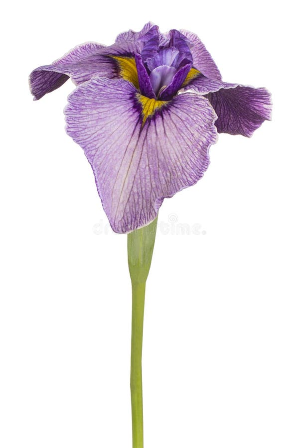 Irisblume isoliert stockbild