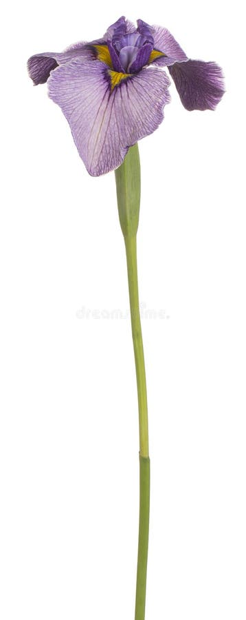 Irisblume isoliert lizenzfreies stockfoto