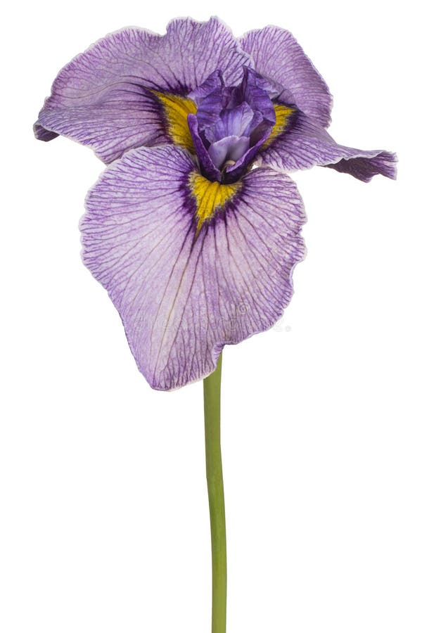 Irisblume isoliert lizenzfreie stockbilder
