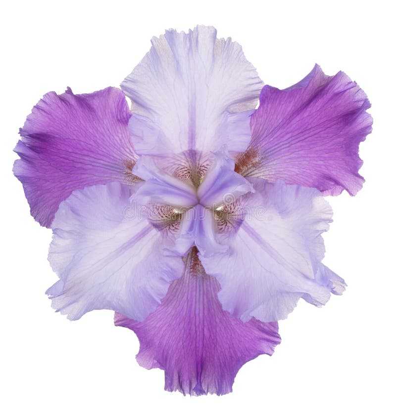 Irisblume isoliert stockfoto