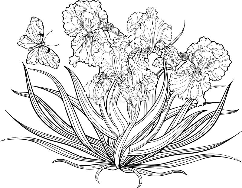 Irisblumen und ein Schmetterling Farbtonseite