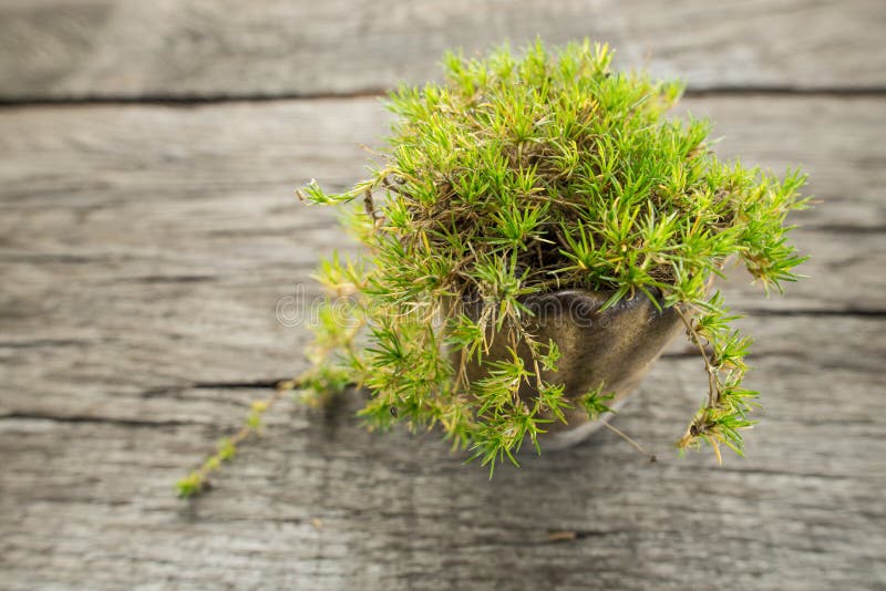 Irisch Moos (Sagina Subulata) Stockbild Bild von moos, jährlich 60515879