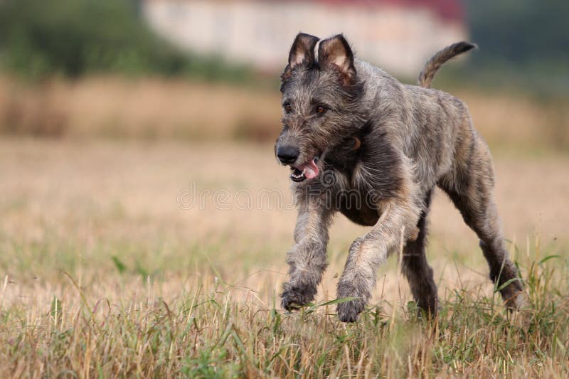 Irish wolfhound dog run in field. Irish wolfhound dog run in field