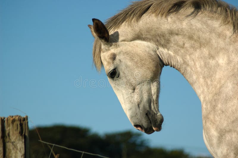 Irisches Pferd stockfotografie