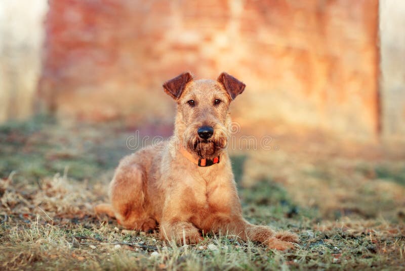 Irisches Terrier gegen eine Backsteinmauer im Park lizenzfreies stockbild Irisches Terrier gegen eine Backsteinmauer im Park lizenzfreies stockbild