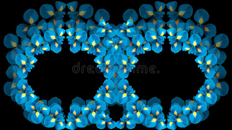 Irises blue flowers. two rings. circles of flowers on a black background isolated. Floral composition. For design.