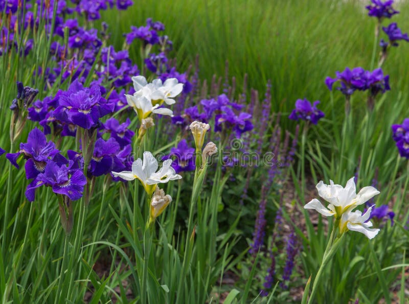 Irises stock images Irises stock images