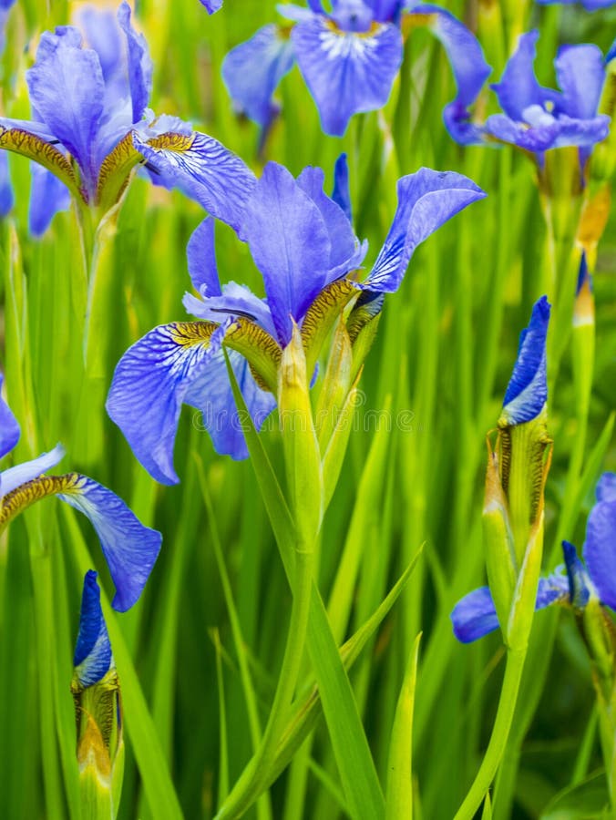 Irises. Closeup of Iris Flower Stock Image Image of petal, green