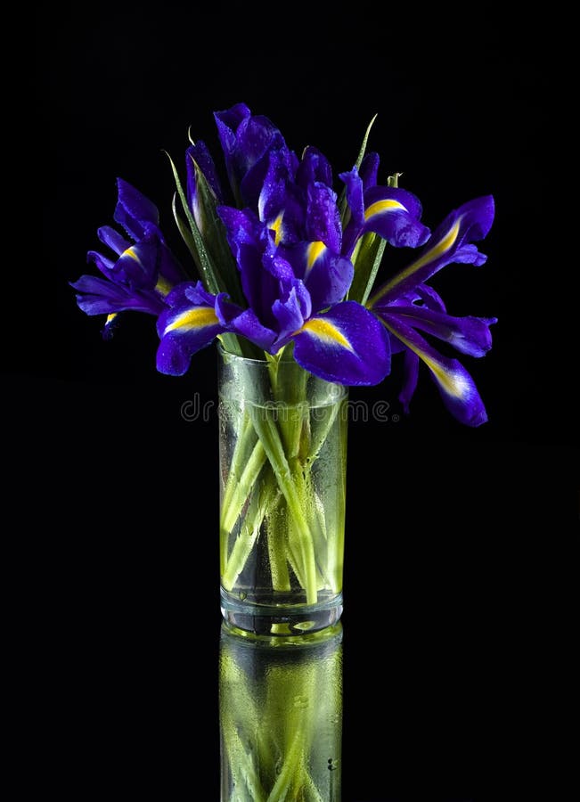 Irises in a glass vase on a black background