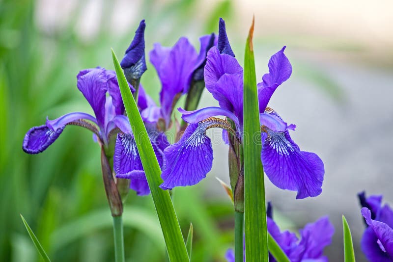 Irises stock image. Image of botany, plants, close, flora 77797103