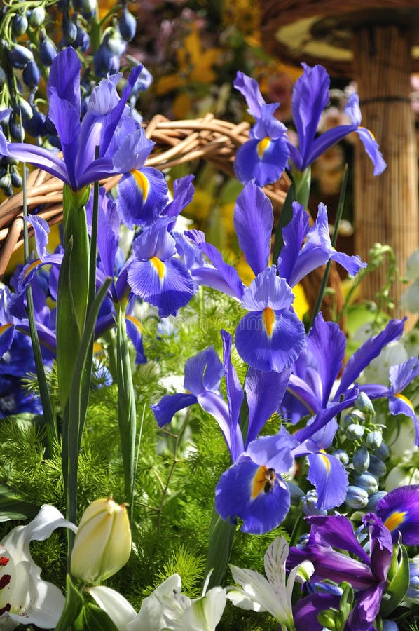 Irises stock photo. Image of irises, lilies, leaf, blue 43910234