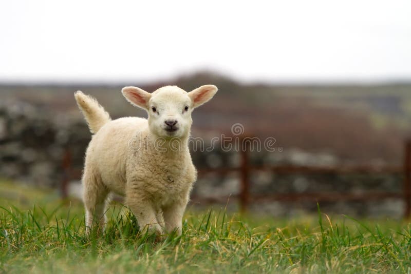 Irlandese bambino pecore che corrono sul prato.