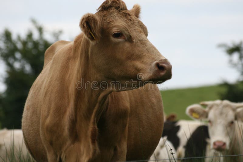 Irish Cows Picture. Image 6318015