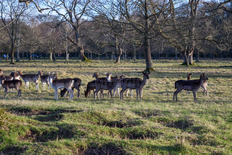 Irish Deer Walking in a Park in Dublin Stock Photo - Image of deer ...