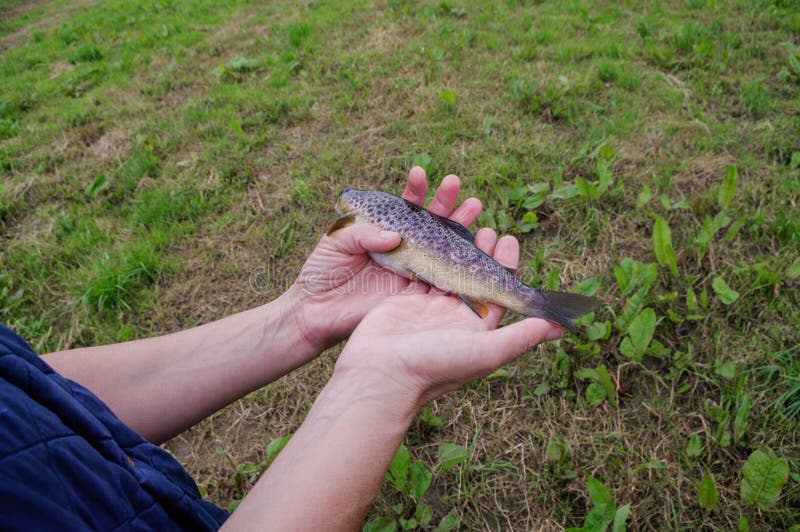 Ireland. Natural Environments. Rivers. Irish Fresh Fish Stock Photo