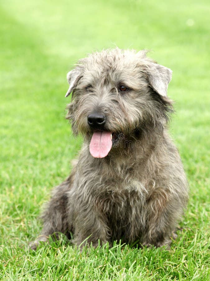 Irish Glen of Imaal Terrier