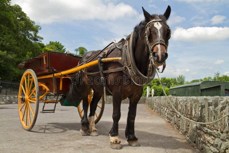 Download Irish horse stock photo. Image of work, county, countryside - 14900690