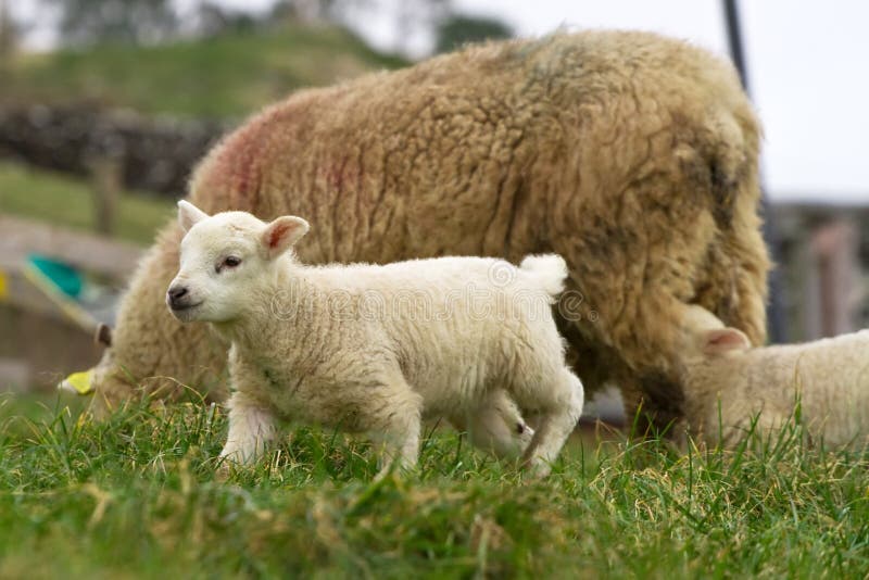 Download Irish lamb on the farm stock photo. Image of environment - 18067310