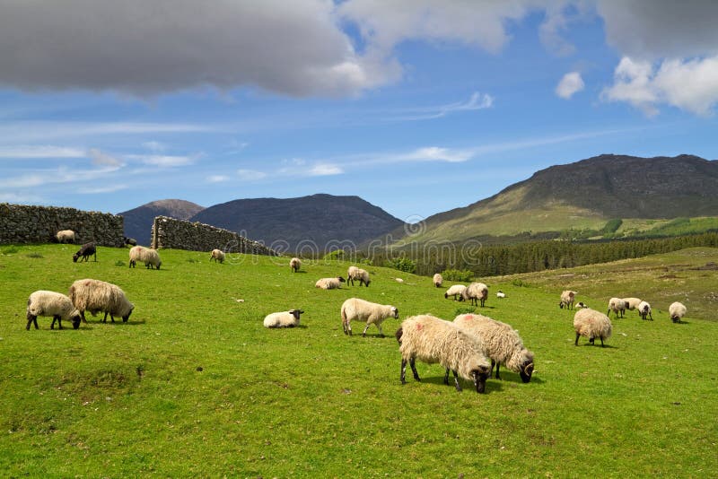 Irish mountains stock photo. Image of farm, cloud, cattle 18874262