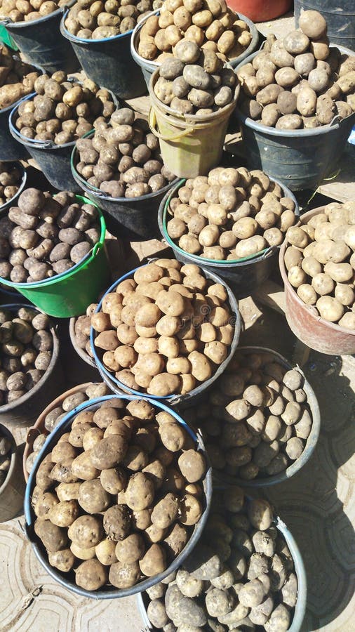 Irish potatoes harvest stock photo. Image of baking 254651980