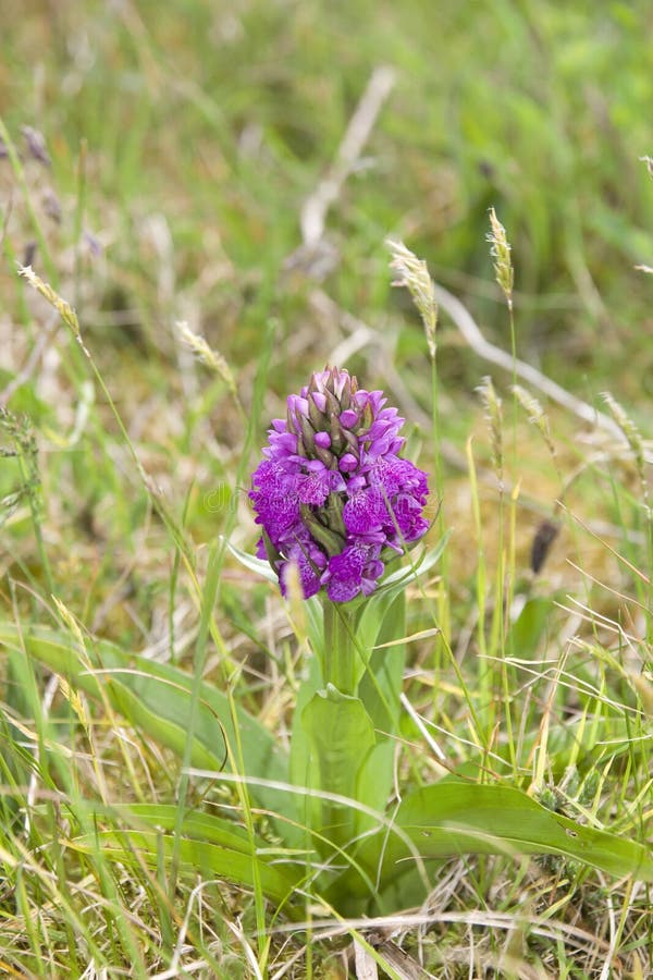 Irish purple Wild orchid