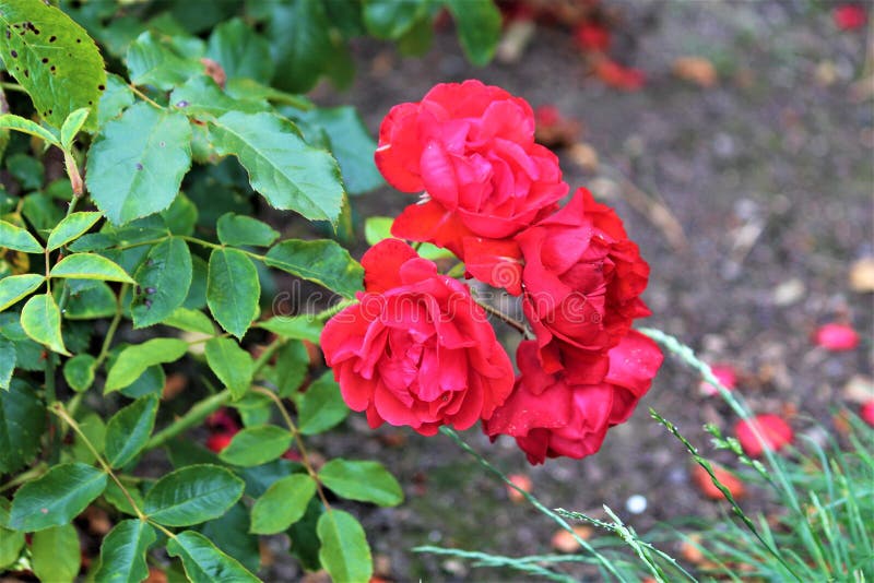 Irish Red Rose stock photo. Image of bloom, feminine 124132808