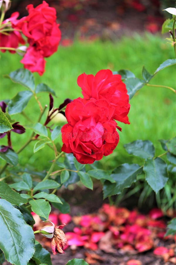 Irish Red Rose stock photo. Image of bloom, feminine - 124132808