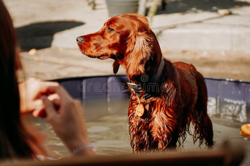 82,902 Hot Animal Stock Photos - Free & Royalty-Free Stock Photos from Dreamstime 82,902 Hot Animal Stock Photos - Free & Royalty-Free Stock Photos from Dreamstime