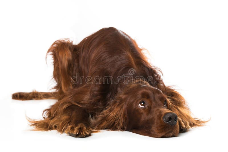 chocolate irish setter