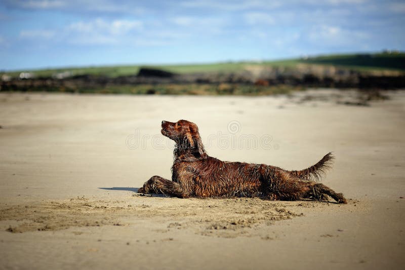 Irish Setter at the beach