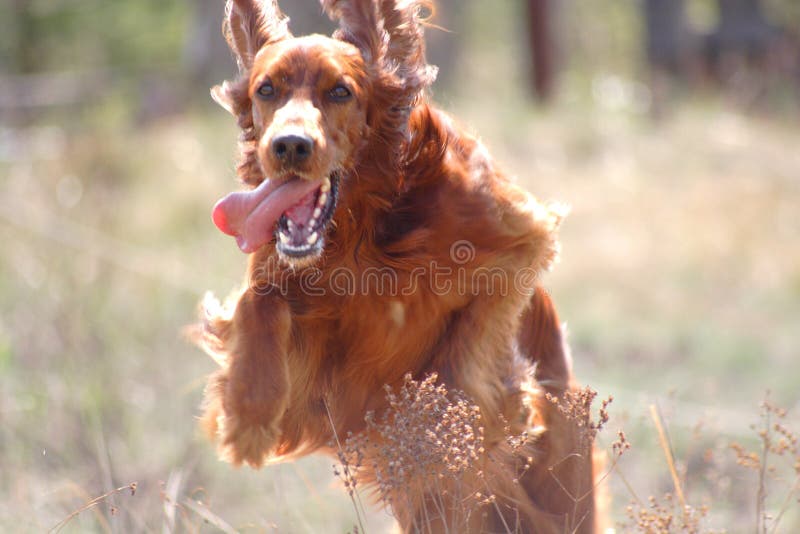 Aus irisch pflanzgefäße der Hund durch landschaft.