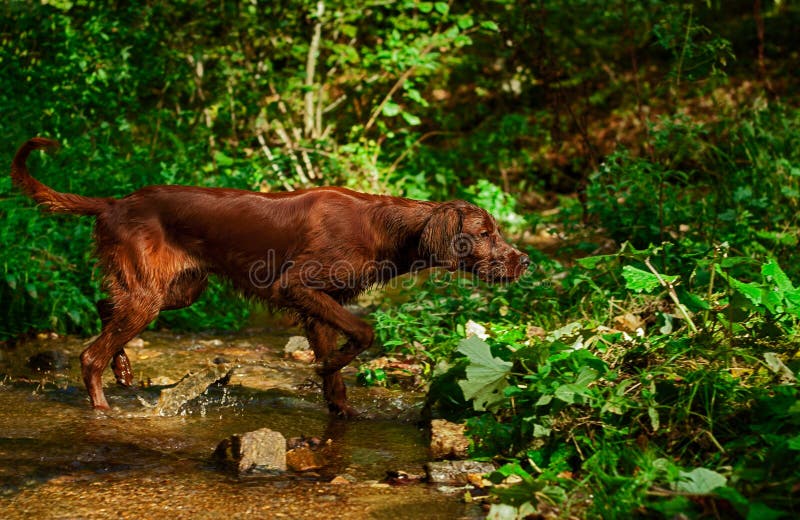 Irish setter hunting stock photo. Image of park, bark 26818684