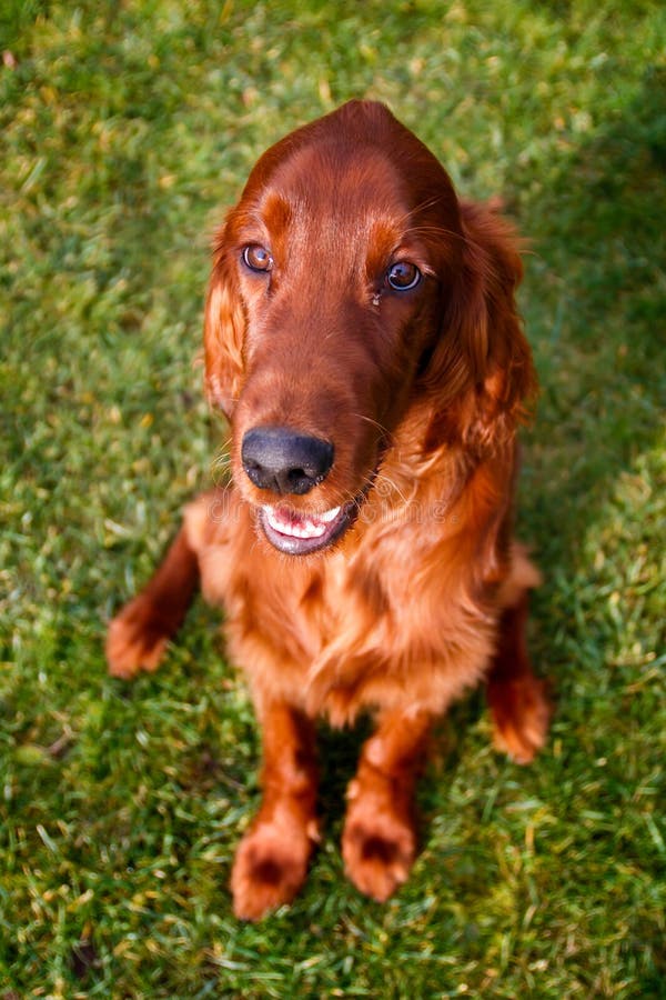 Puppy of Irish Red Setter. Looking on the Camera Stock Image Image of