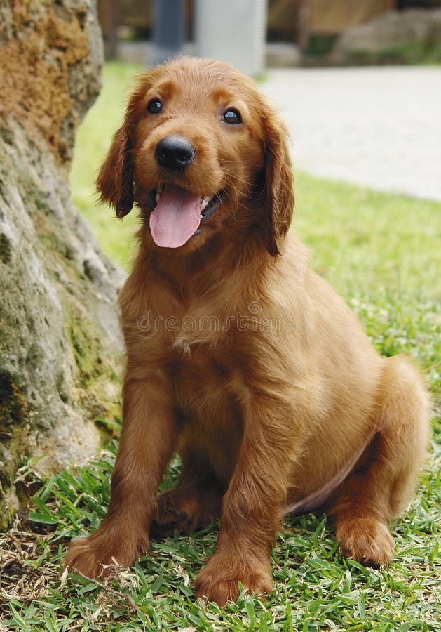 Irish Setter Puppies Photos Free Royalty Free Stock Photos From Dreamstime