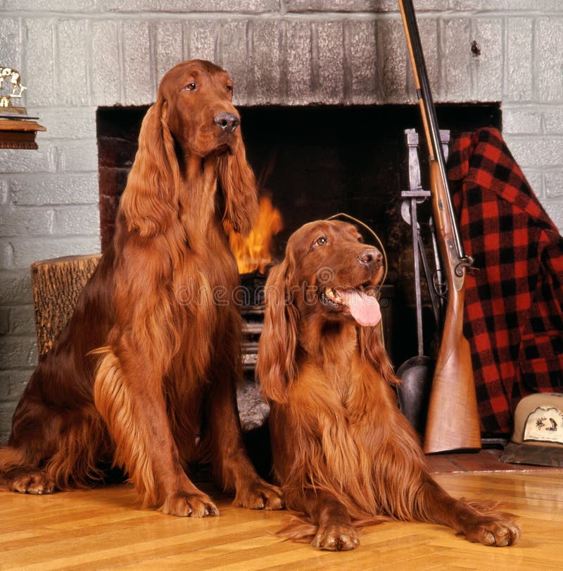 irish setter vaprtrek elk hunting