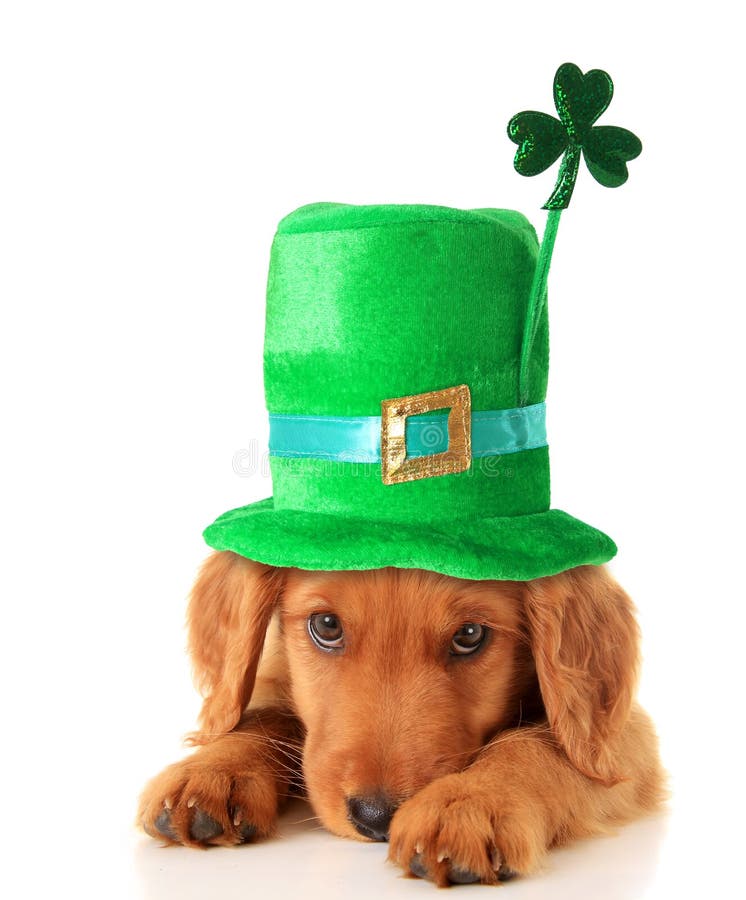 An Irish setter puppy wearing a St Patricks day hat. An Irish setter puppy wearing a St Patricks day hat.