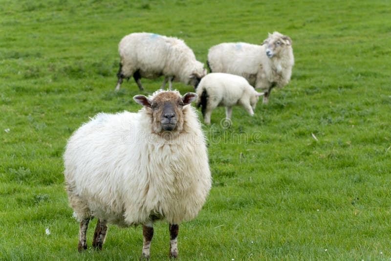 Irish sheep