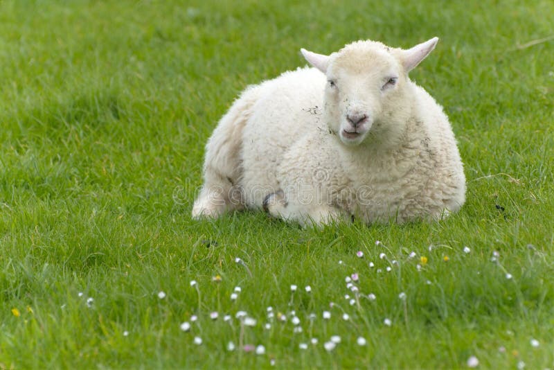 Irish sheep