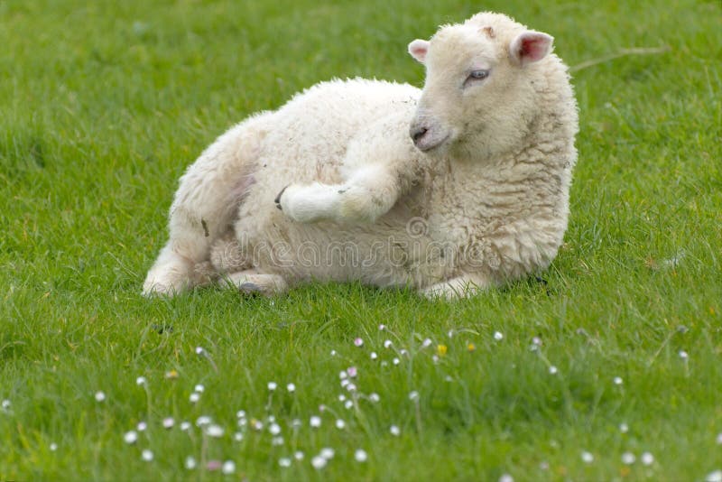 Irish sheep