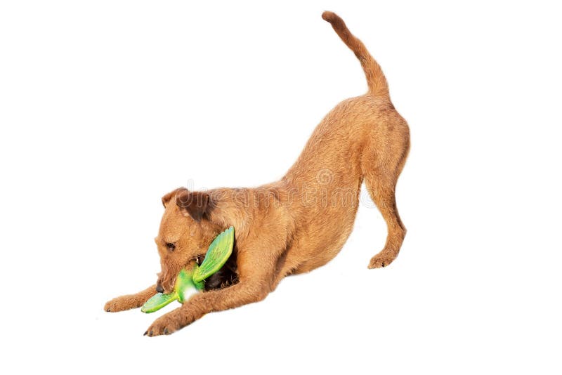 Irish Terrier Dog Playing with Toy Duck. Isolated on White Stock Image Image of duck, play