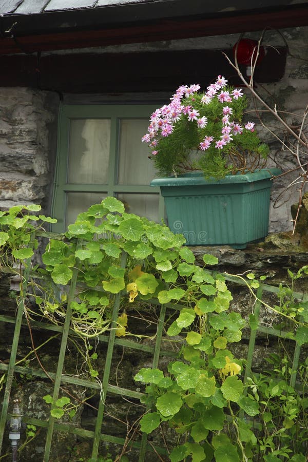 Irish window box stock photo. Image of irish, green, roof 2217158