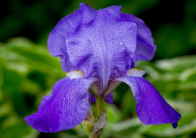 Irisul violet acoperit de ploaie stock photography