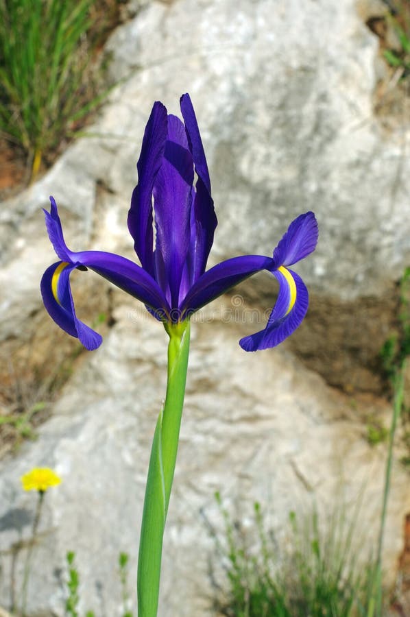Irisxiphium, de Spaanse iris of de Kleine bolvormig-verpletterde iris stock afbeelding Irisxiphium, de Spaanse iris of de Kleine bolvormig-verpletterde iris stock afbeelding