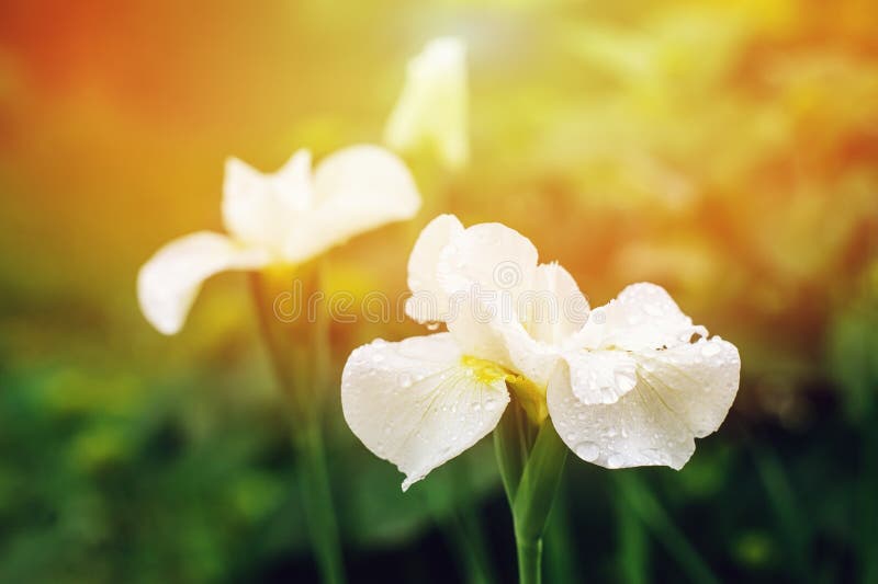 Iriși albi înfloriți aproape în grădină de vară. compoziție florală cu spațiu gol stock images