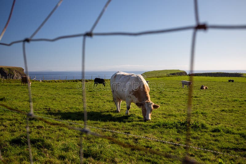 A brown cow grazing along with other cows on a green meadow facing the sea in Northern Ireland on a s