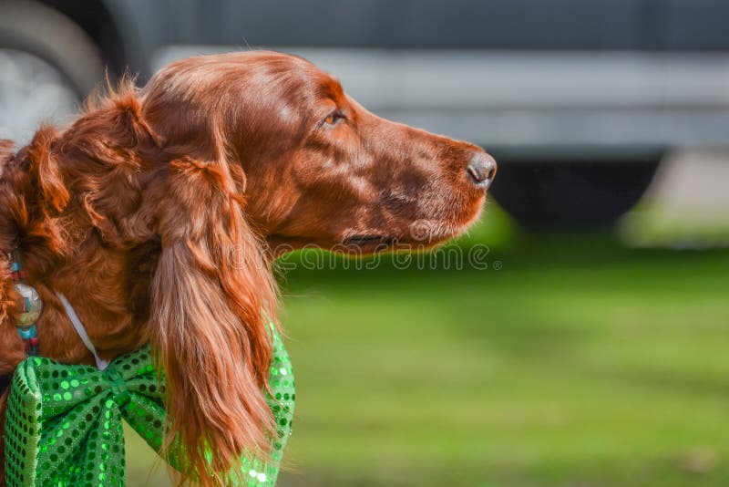 Irlandzki legart przy St Patrick ` s dnia przyjęciem fotografia royalty free Irlandzki legart przy St Patrick ` s dnia przyjęciem fotografia royalty free