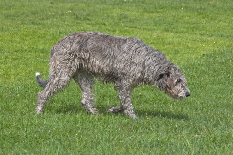 irlandzki wolfhound obrazy royalty free irlandzki wolfhound obrazy royalty free